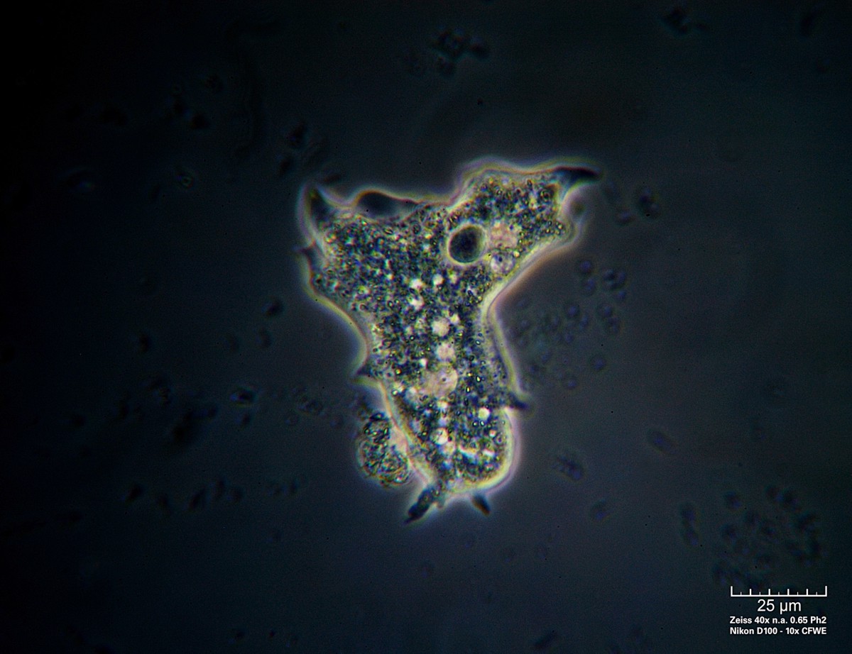Amoeba CdF